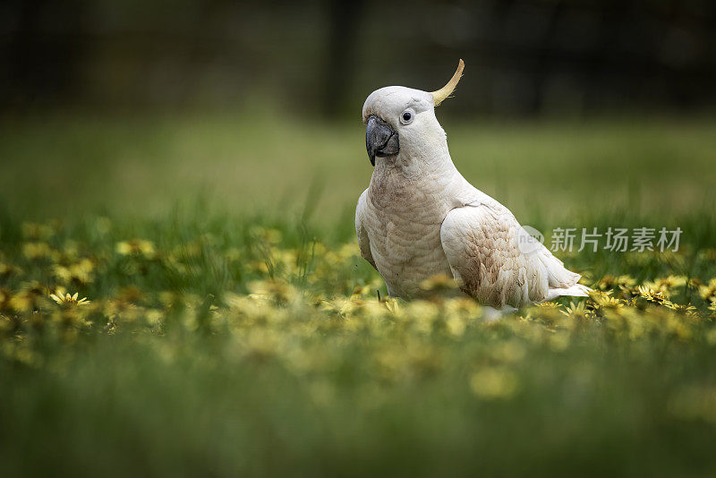 凤头鹦鹉(Cacatua galerita)